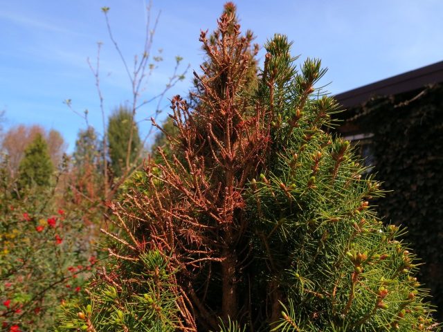 Ale white horsetail (Glauconica)