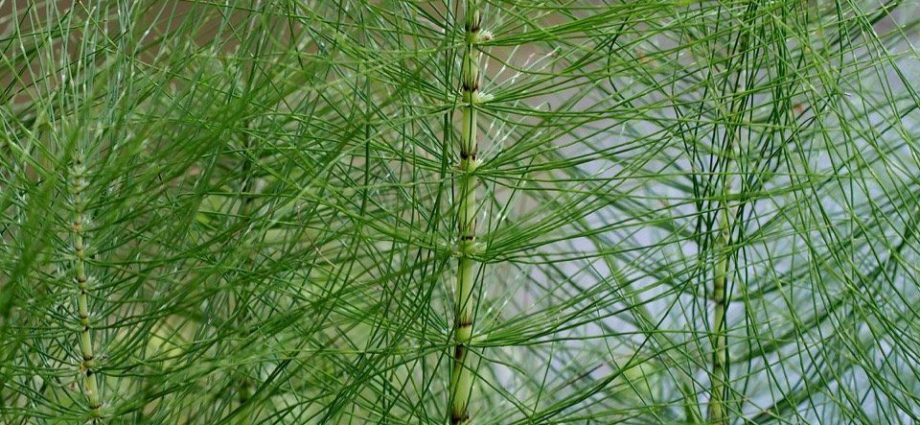 Ale white horsetail (Glauconica)