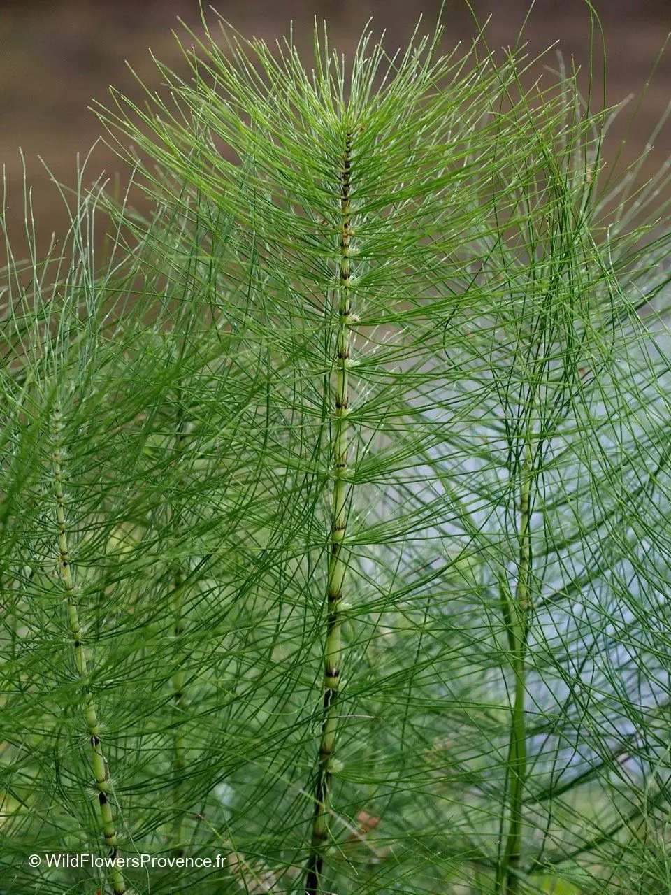 Ale white horsetail (Glauconica)