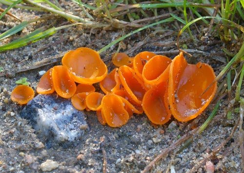 Aleuria orange (Aleuria aurantia) photo and description