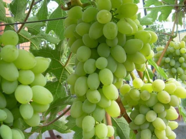 Alexa grapes