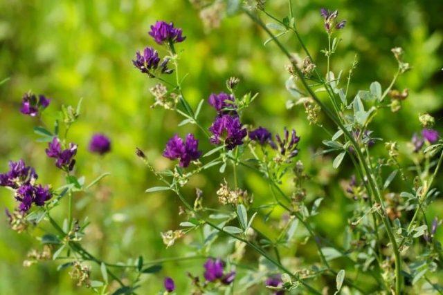 Alfalfa: when to sow, sowing rate, cultivation agrotechnics