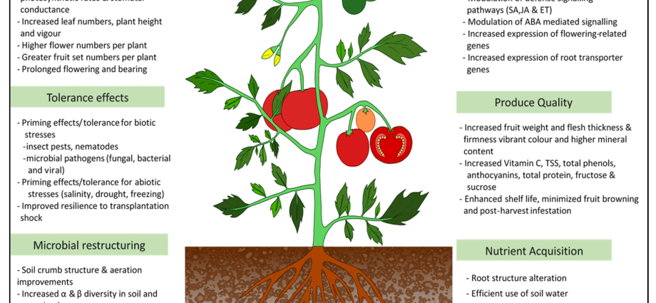 Algae &#8211; properties and application. Plants rich in minerals