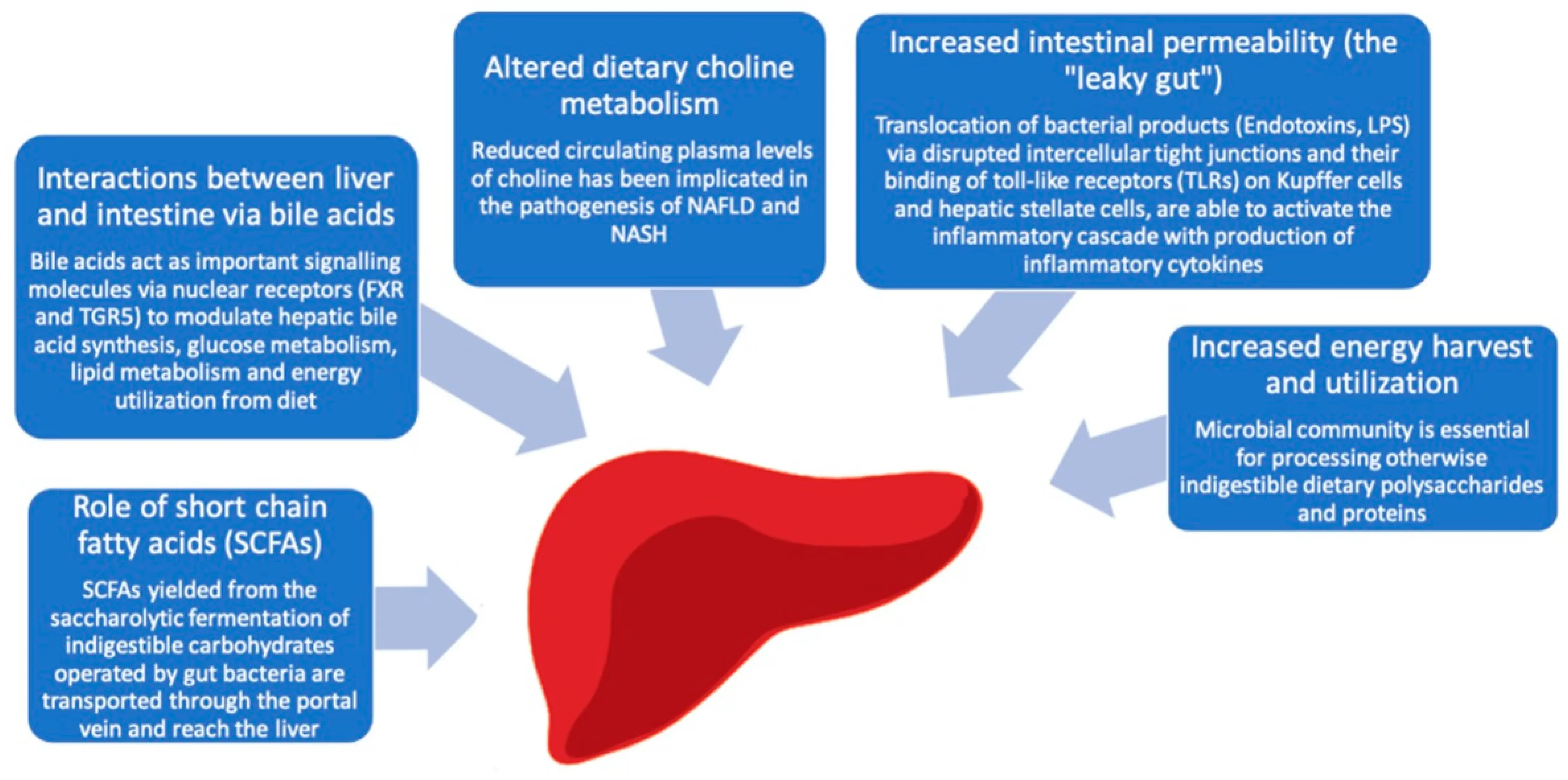 Algomed &#8211; action, indications, dosage, contraindications