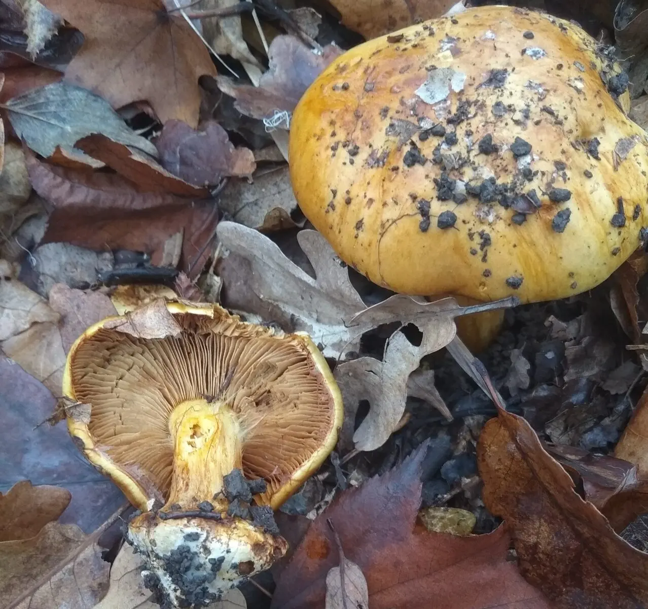 Alkali-loving cobweb (Cortinarius alcalinophilus) photo and description