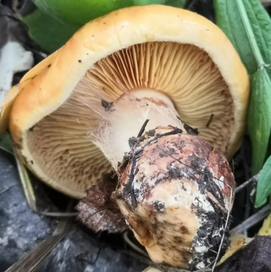 Alkali-loving cobweb (Cortinarius alcalinophilus) photo and description