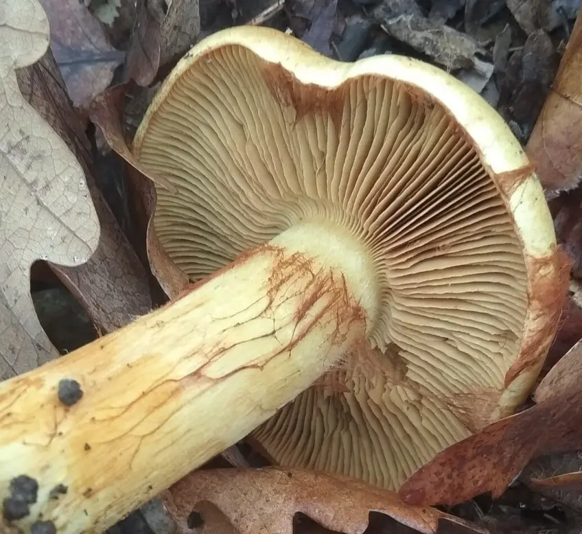 Alkali-loving cobweb (Cortinarius alcalinophilus) photo and description