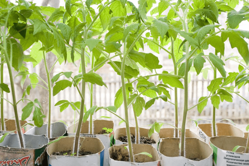 All about growing tomato seedlings at home