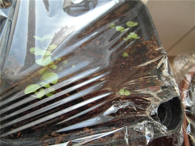 All about growing tomato seedlings at home