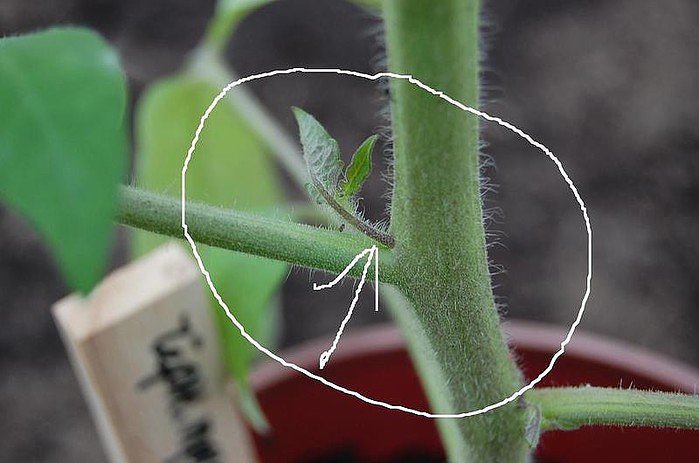 All about pinching a tomato: terms, instructions with photos