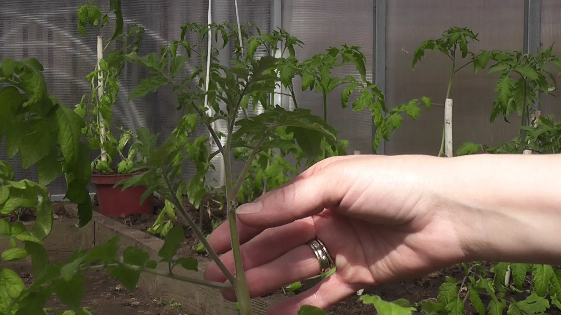 All about pinching a tomato: terms, instructions with photos