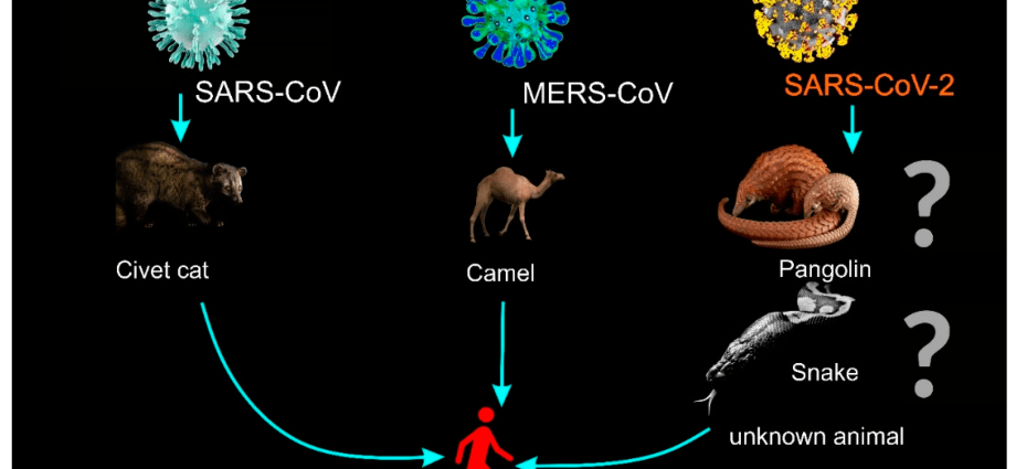 Ҳама дар бораи вируси MERS