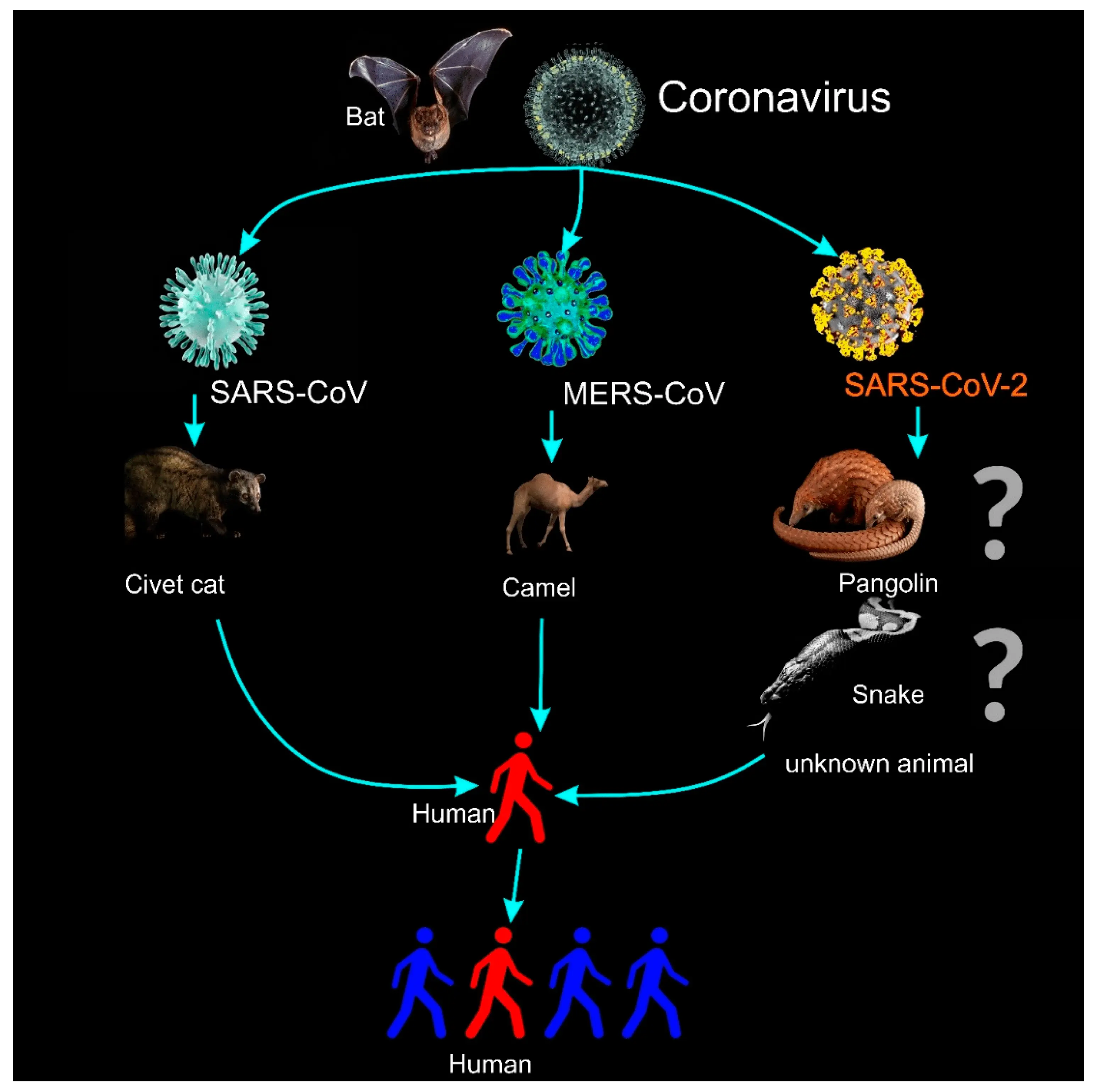 All about the MERS virus