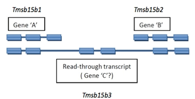 Alleles &#8211; action, functions, mutations. What are alleles?