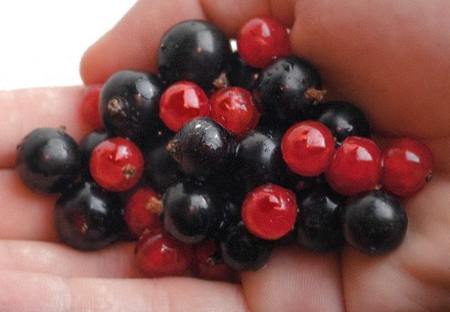 Allergy to black and red currants