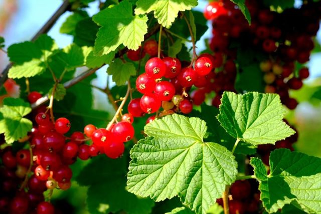 Allergy to black and red currants