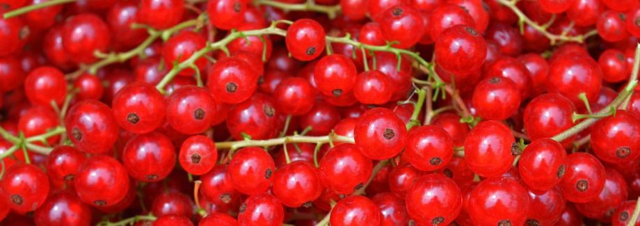 Allergy to black and red currants