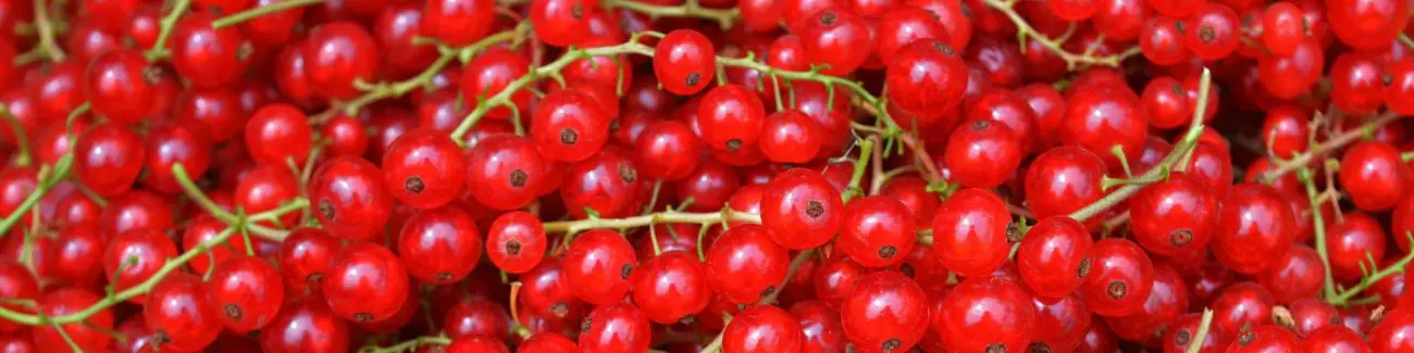 Allergy to black and red currants