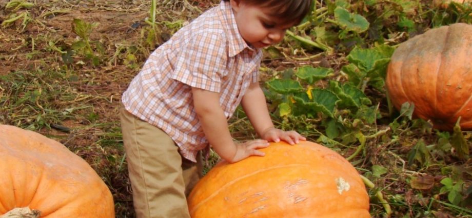 Allergy to pumpkin in adults and children: symptoms + photo