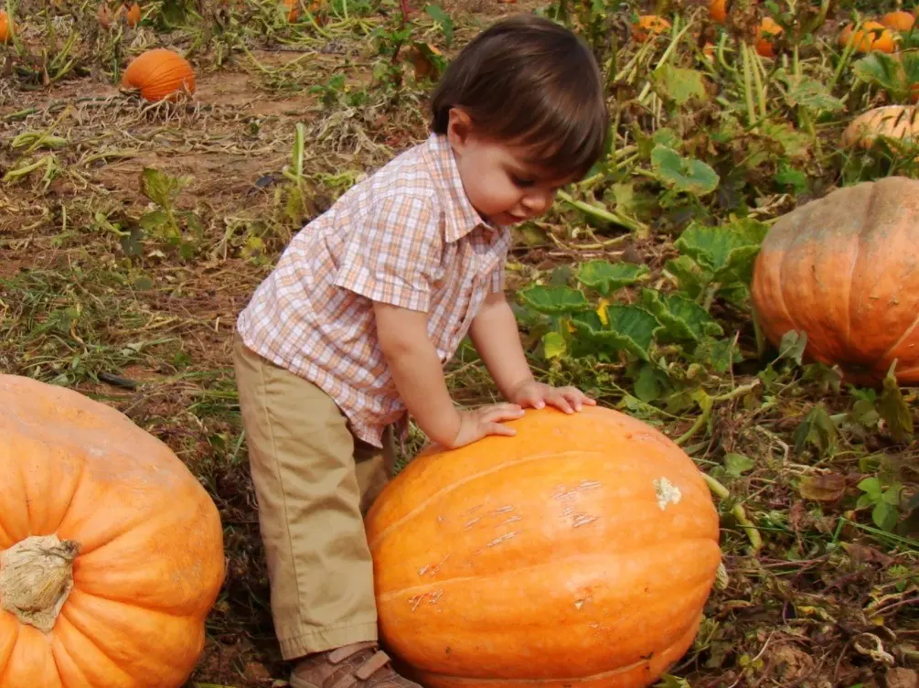 Allergy to pumpkin in adults and children: symptoms + photo