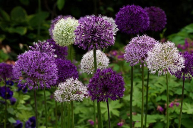 Allium decorative Bulgarian (onion): photo, description and cultivation