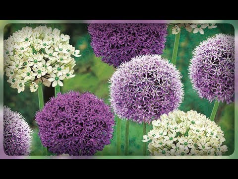 Allium decorative Bulgarian (onion): photo, description and cultivation