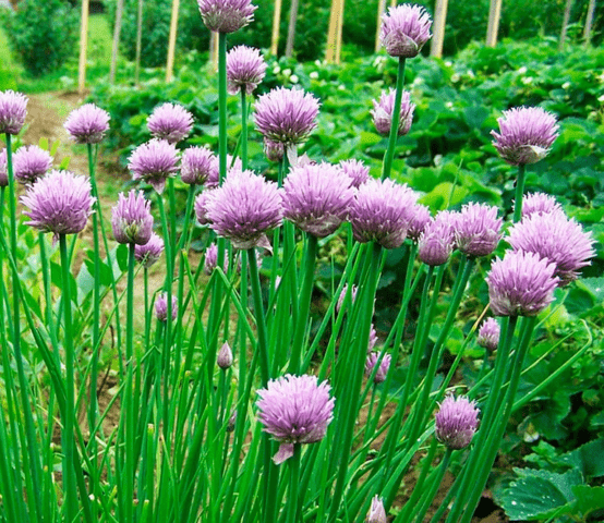 Allspice (mountain garlic, dzhusai): growing at home, description