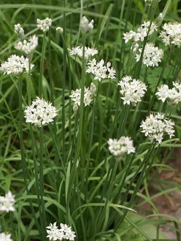 Allspice (mountain garlic, dzhusai): growing at home, description