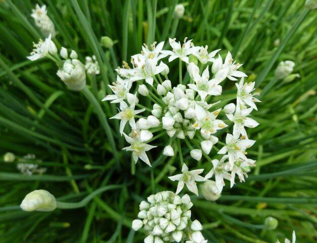 Allspice (mountain garlic, dzhusai): growing at home, description