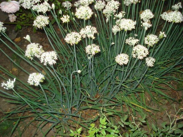 Allspice (mountain garlic, dzhusai): growing at home, description