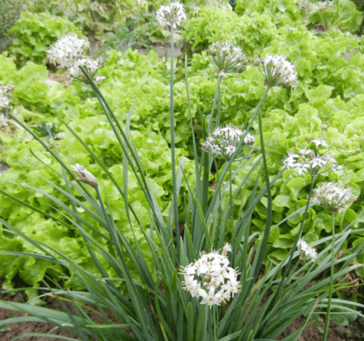 Allspice (mountain garlic, dzhusai): growing at home, description