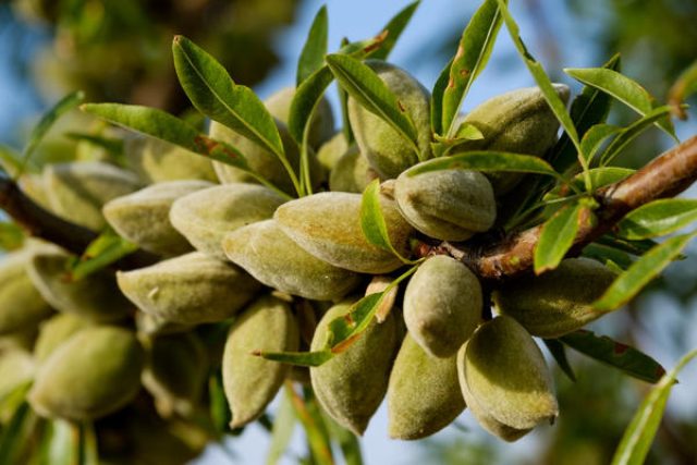 Almond petiolate, steppe and other varieties