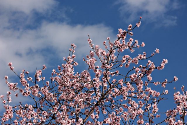 Almond petiolate, steppe and other varieties