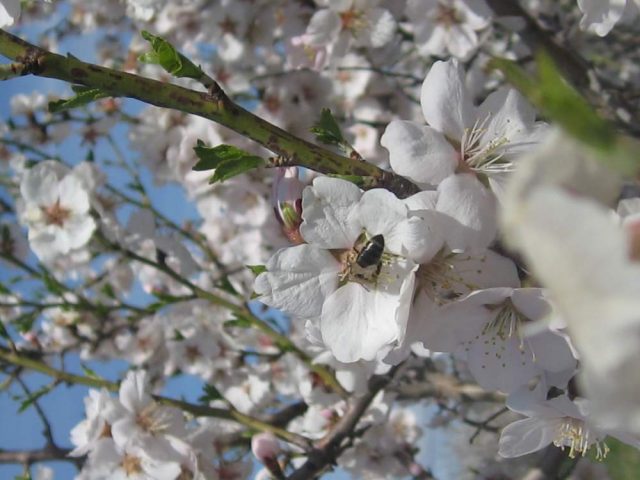 Almond petiolate, steppe and other varieties