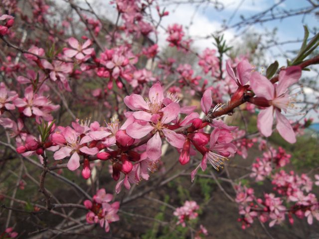 Almond petiolate, steppe and other varieties