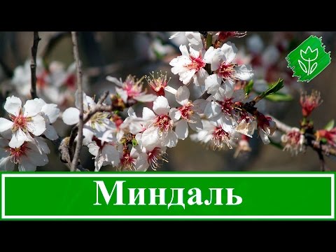 Almond petiolate, steppe and other varieties