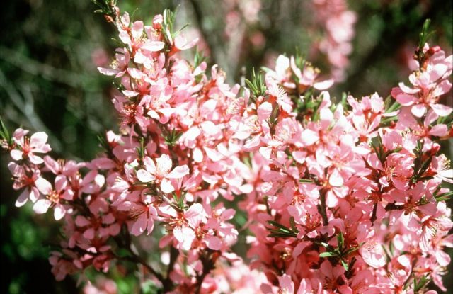 Almond petiolate, steppe and other varieties