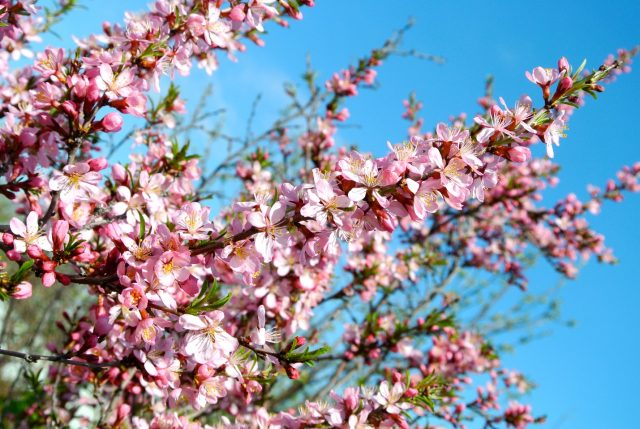 Almond petiolate, steppe and other varieties