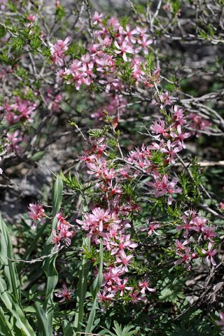 Almond petiolate, steppe and other varieties