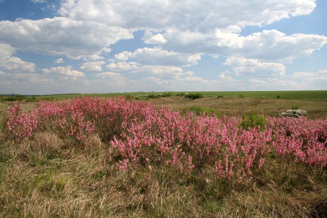 Almond petiolate, steppe and other varieties