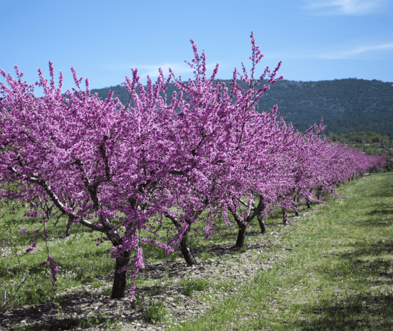 Almond petiolate, steppe and other varieties