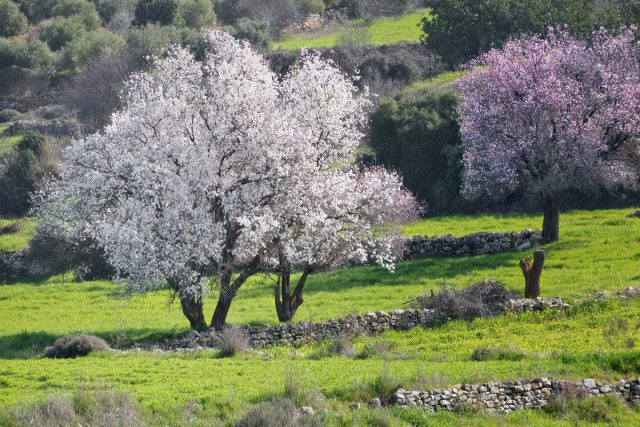 Almond petiolate, steppe and other varieties