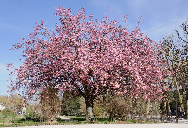 Almond petiolate, steppe and other varieties