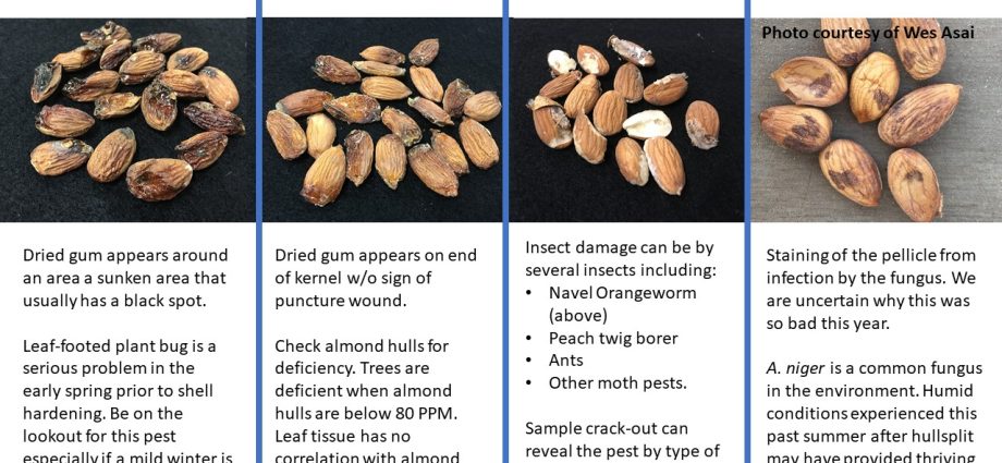 Almond problem