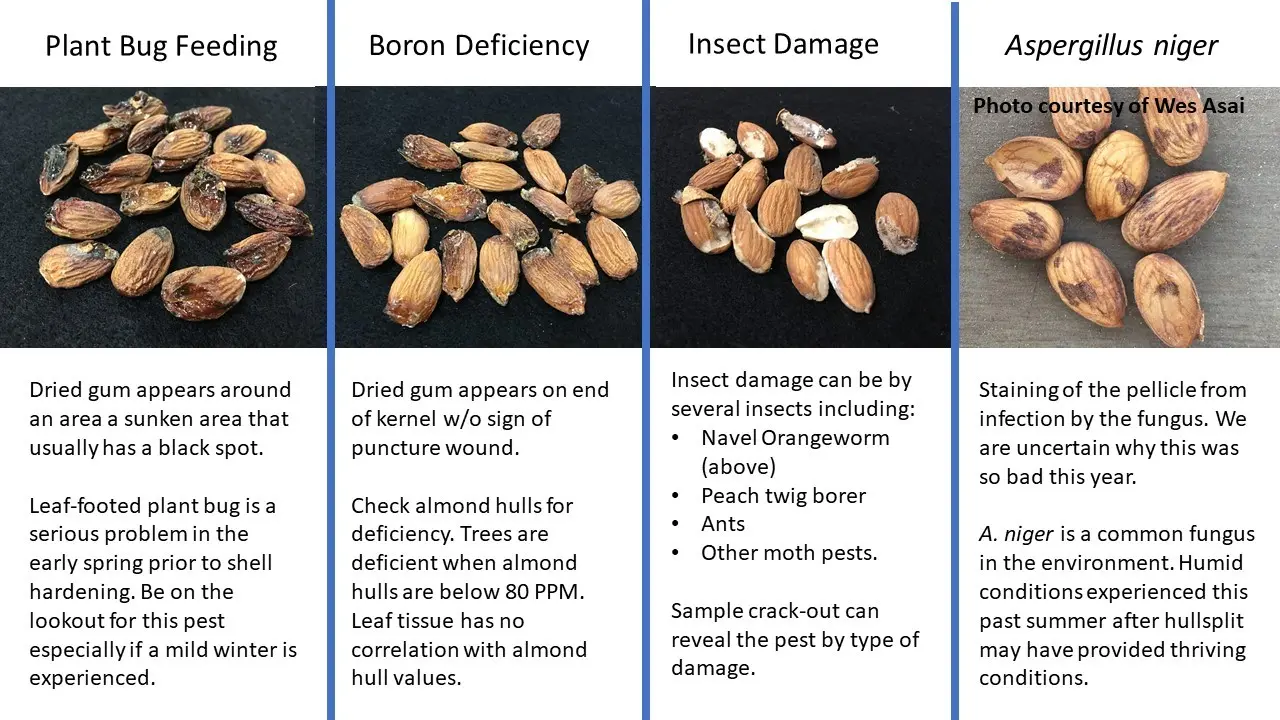 Almond problem