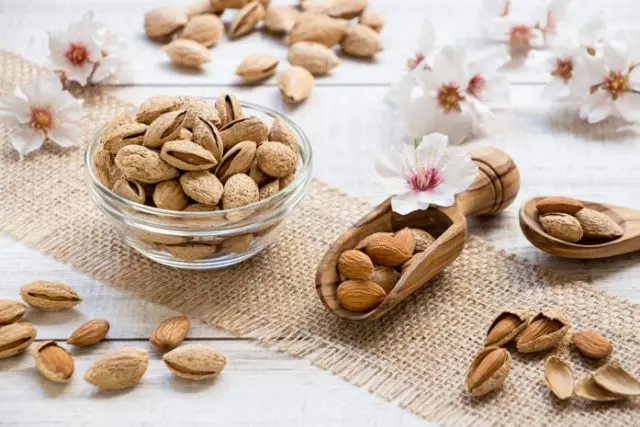 Almond tree: how and where it grows, photo