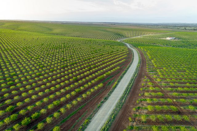 Almond tree: how and where it grows, photo