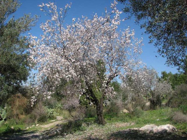 Almond tree: how and where it grows, photo