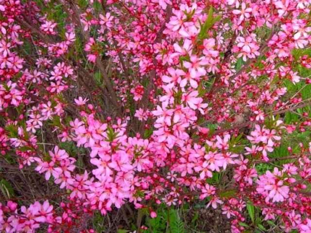 Almond tree: how and where it grows, photo