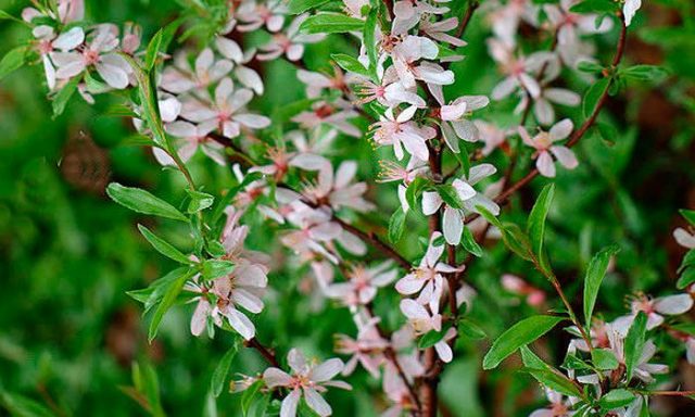 Almond tree: how and where it grows, photo